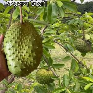 Corossol tree - gravioala tree - soursop tree - করসল গাছ।