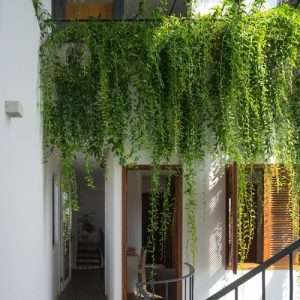 Curten Creeper - Ivy Lata - কার্টেন ক্রিপার - আইভি লতা - আর্মি লতা।