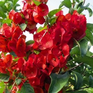Ladis umbrella Flower - লেডিস আম্রেলা ফুল।