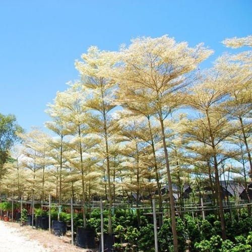 Terminalia Mantaly- Nakachua - নাকাচুয়া গাছ। - Image 3