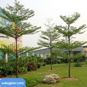 Terminalia Mantaly- Nakachua - নাকাচুয়া গাছ।