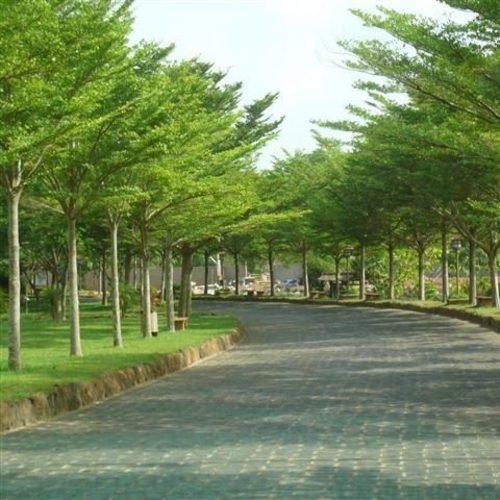 Terminalia Mantaly- Nakachua - নাকাচুয়া গাছ। - Image 2