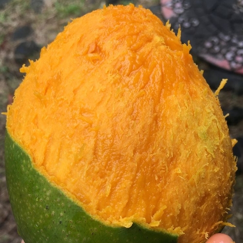 ল্যাংরা আম গাছ (Langra mango tree) / বারানসী আম গাছ - Image 2