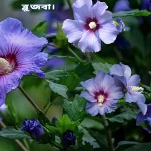 নীল জবা
