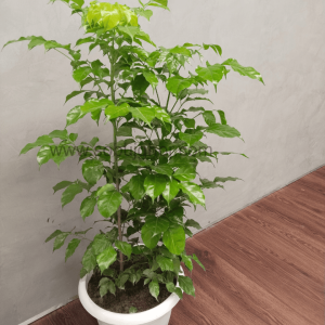 china doll plant