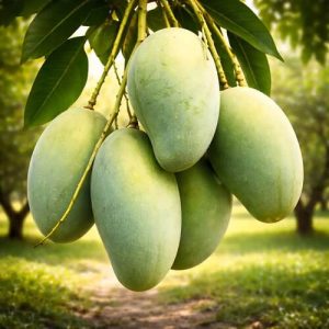 ল্যাংরা আম গাছ (Langra mango tree) / বারানসী আম গাছ