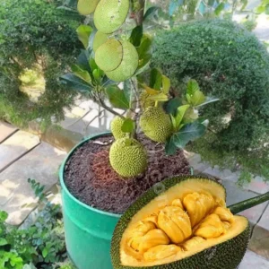 ১২ মাসি থাই কাঠাল