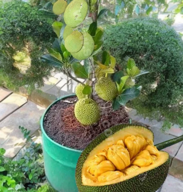 ১২ মাসি থাই কাঠাল