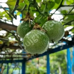 ট্যাং ফল