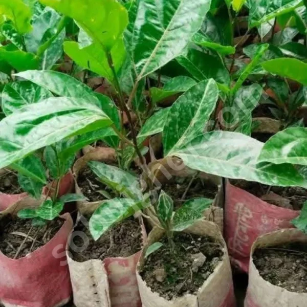 ট্যাং ফল গাছ
