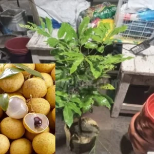 কাঠলিচু