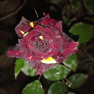 Abracadabra Rose