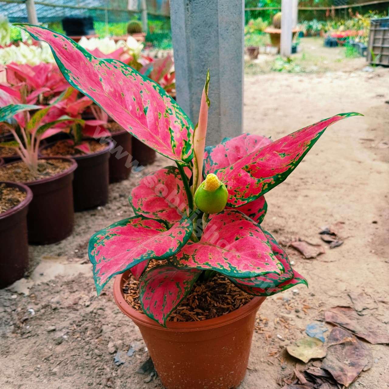 Aglaonema