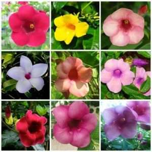 আলমানডা খয়রি Allamanda Maroon Color