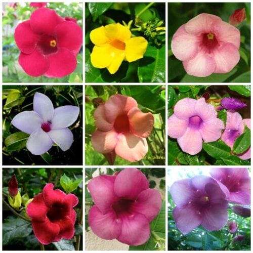 আলমানডা খয়রি Allamanda Maroon Color