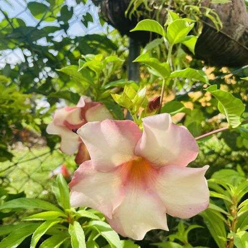আলমানডা খয়রি Allamanda Maroon Color - Image 2