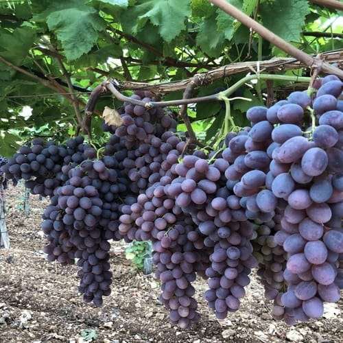Baikunur black grape বাইকিনুর কালো আংগুর - Image 2