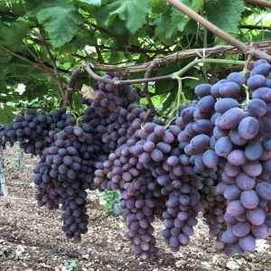 Baikunur black grape বাইকিনুর কালো আংগুর