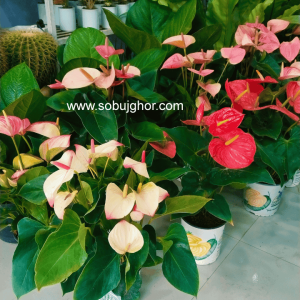 Anthurium