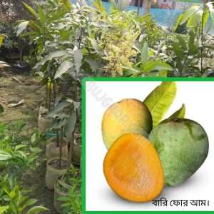 Bari-4 Mango Plant