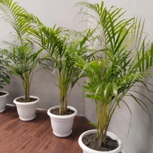 Areca palm