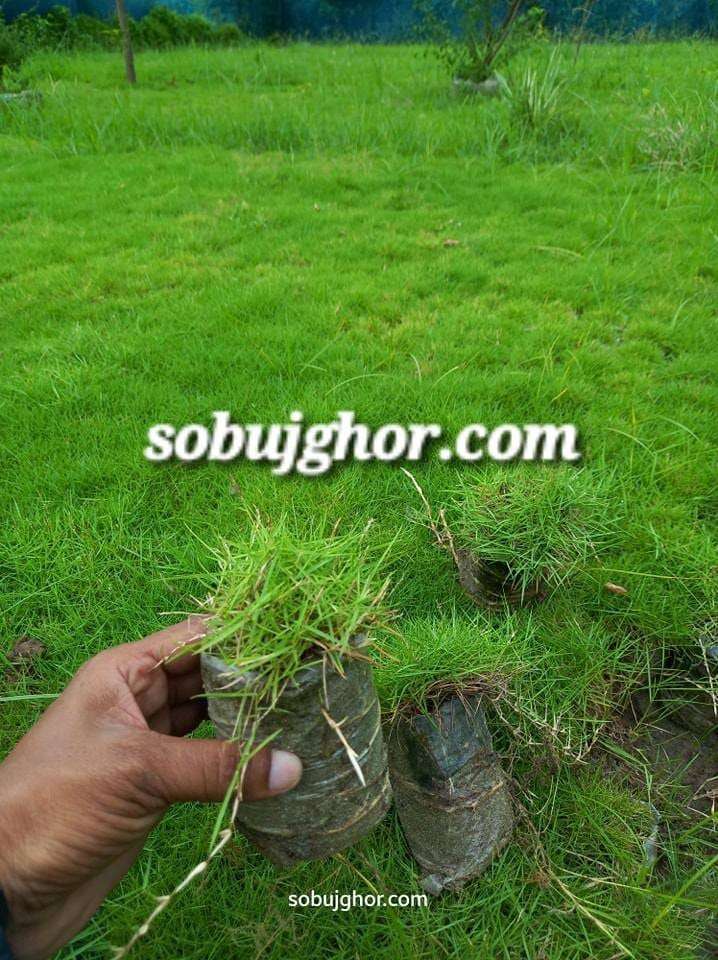 Chinese carpet grass Natural চাইনিস কার্পেট ঘাস ন্যাচারাল।