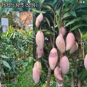 চিয়াংমাই আম গাছ