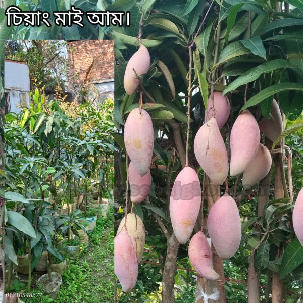 চিয়াংমাই আম গাছ