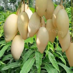 ডকমাই আম গাছ