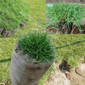 Chinese carpet grass Natural চাইনিস কার্পেট ঘাস ন্যাচারাল। - Image 4