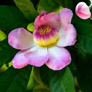 গুস্তাভিয়া ফুল
