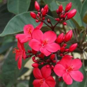 Jatropha (জাট্রোফা) / Jatropha Curcas