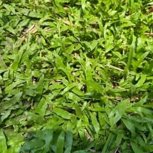 Carabao Grass Natural Carpet Grass - কারাবাও ঘাস, ন্যাচারাল কার্পেট, ছায়া জায়গায় রোপনের জন্য ঘাস।