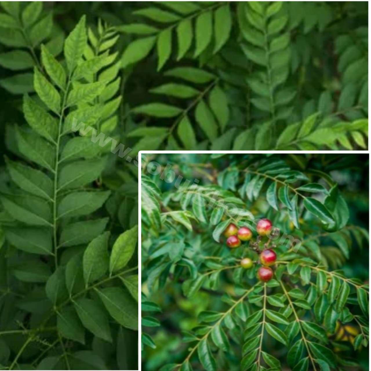 কারিপাতা গাছ