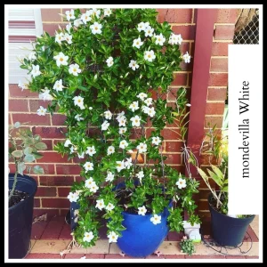 Mandevilla