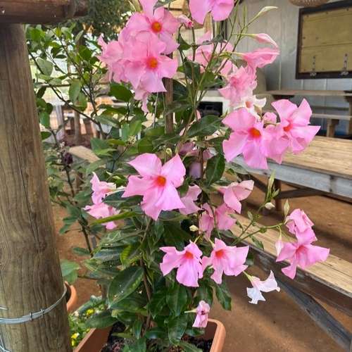 Mandevilla red মান্ডেভিলা লাল। - Image 2
