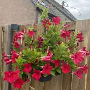 Mandevilla red মান্ডেভিলা লাল।