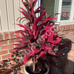 অগ্নিশ্বর পাতাবাহার