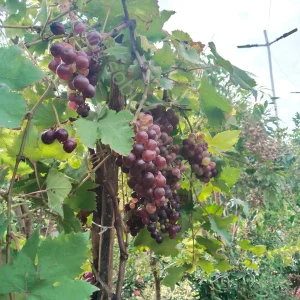 পাকিস্থানি লাল আঙ্গুর