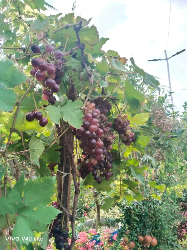 পাকিস্থানি লাল আঙ্গুর