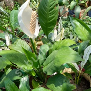 Peace lily