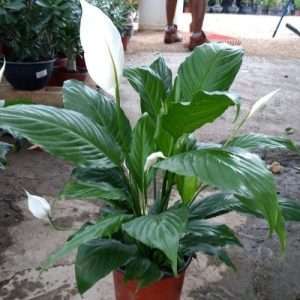 Peace lily পিস লিলি