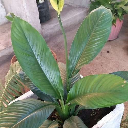 Peace lily পিস লিলি - Image 3