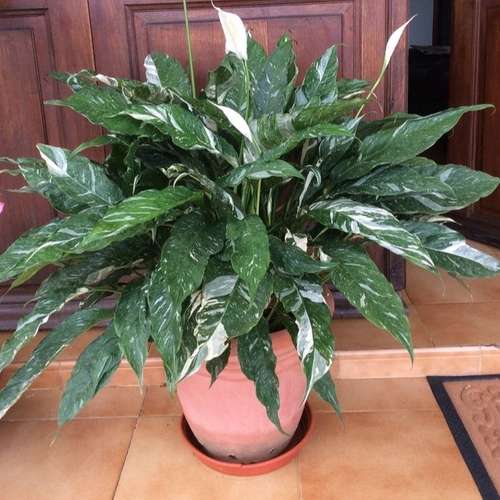 Peace lily পিস লিলি - Image 2