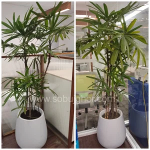 Rhapis Palm