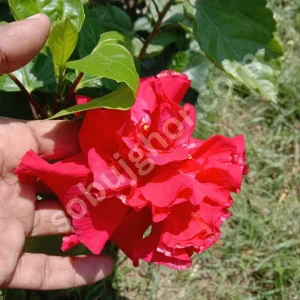 Red Hibiscus Double