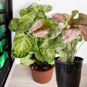 Arrowhead Plant