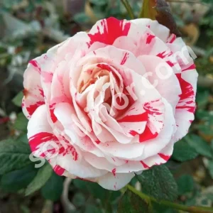 Perfect Tiger rose