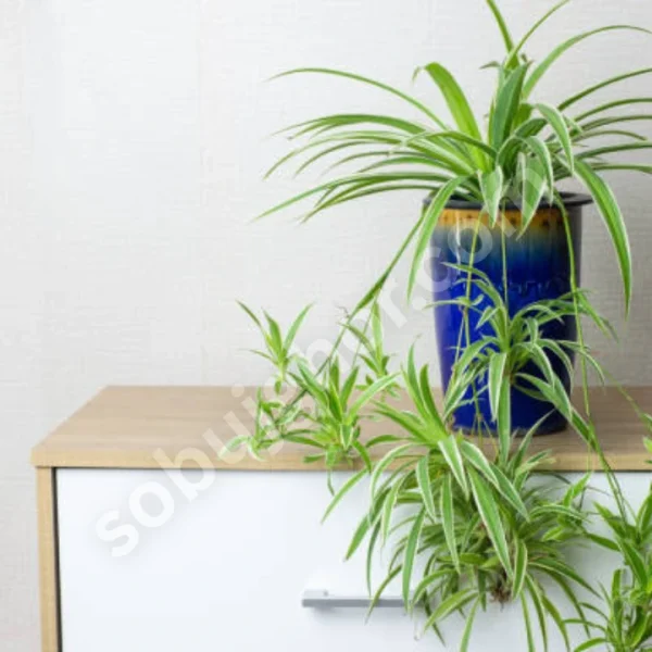 স্পাইডার প্ল্যান্ট (Spider Plant) - Image 2