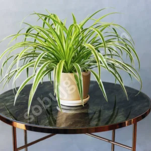 Spider Plant